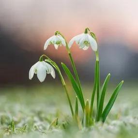 Snowdrop - Double (Galanthus nivalis Flore Pleno) 3